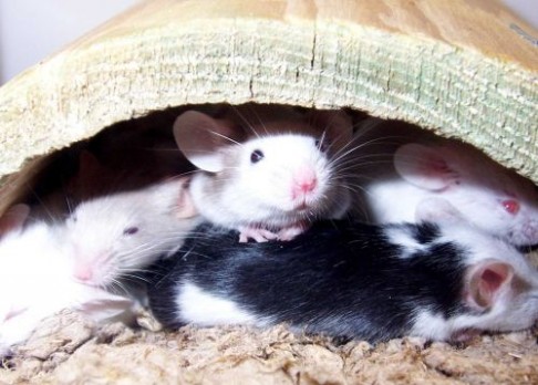 Promiskuitní myši mají více sexy syny